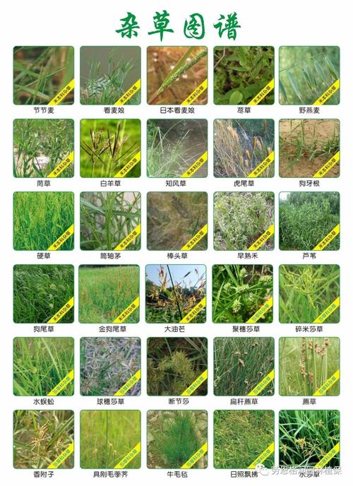 杂草类有哪些植物名称和图片（杂草的主要特点及其危害）