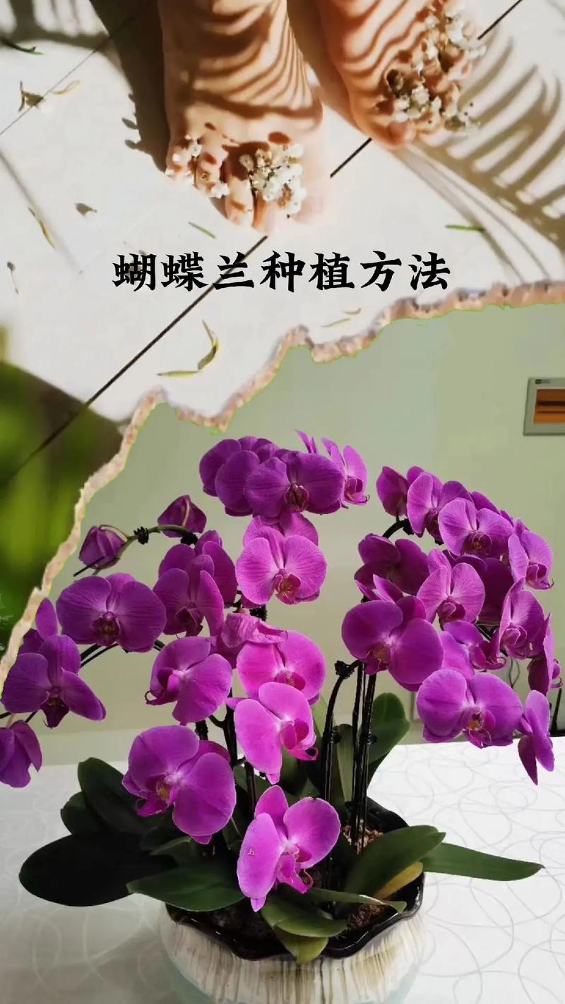 花卉养植怎么样（花卉养殖的技巧）