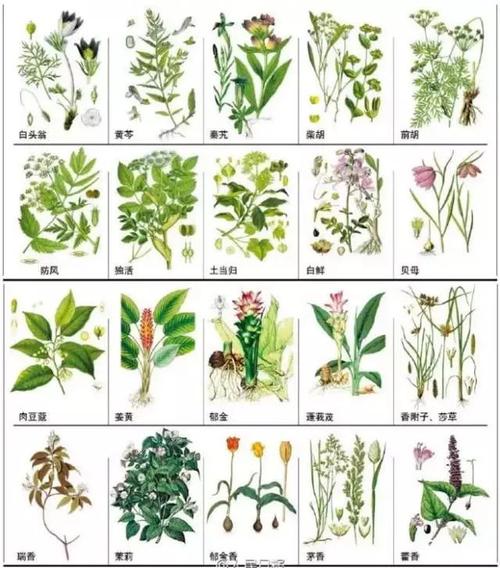 常见的全草类有哪些药品（全草类药物）