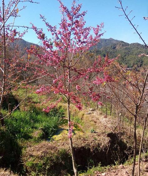 俊坤花卉怎么样（俊坤是什么意思）