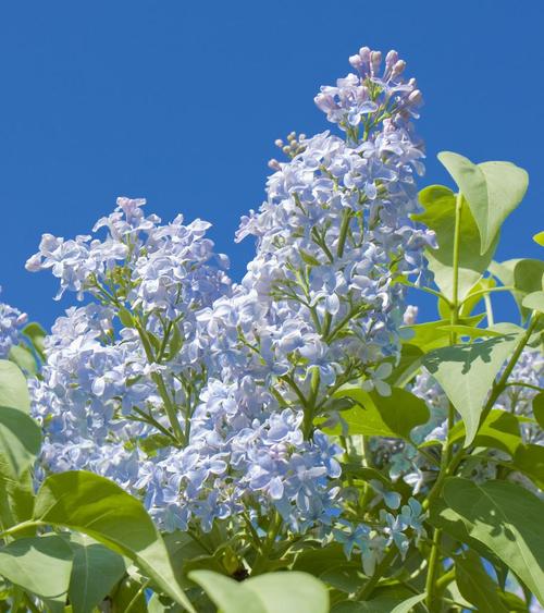 蓝丁花卉怎么样（蓝丁花卉怎么样养）